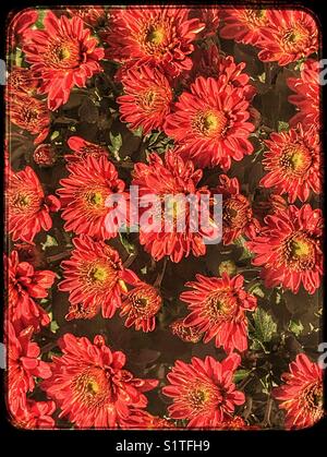 Rote Chrysanthemenblüten blühen im warmen Sonnenlicht Stockfoto