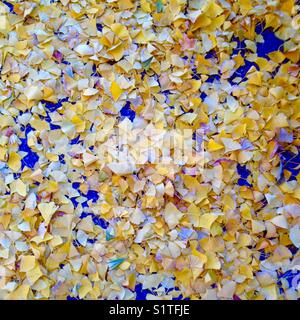 Gefallene Blätter auf dem Boden, Ginkgo Biloba im Herbst Stockfoto