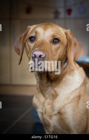 Ein Porträt eines gelben goldenen Retriever Labrador-Hundes, der drinnen sitzt Stockfoto