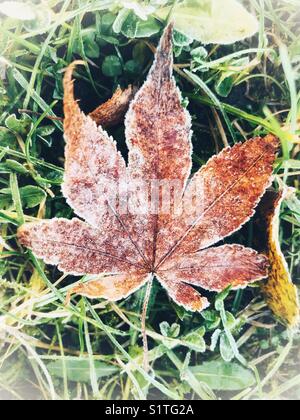 Ahornblatt auf dem Rasen, an einem sehr kalten Wintermorgen mit Frost bedeckt Stockfoto