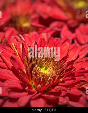 Rote chrysantheme Blume Makro Stockfoto