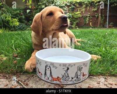 Eine kleine Labrador Welpe draußen sitzen in einem Garten hinter eine große Schüssel mit Wasser und leckte sich die Lippen Stockfoto