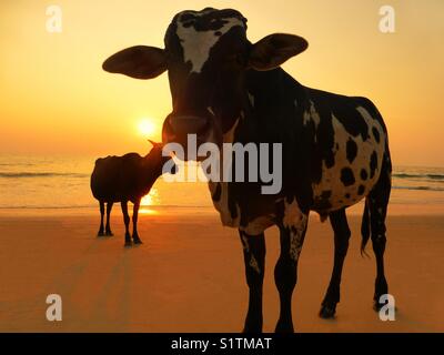 Kühe am Strand bei Sonnenuntergang Stockfoto