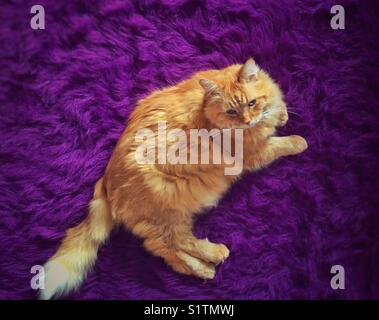Fette, orangene, halblanghaarige Katze, die auf einem lila Kunstpelzteppich liegt Stockfoto