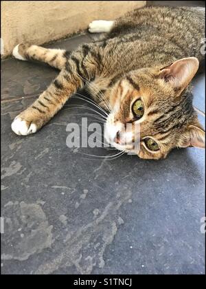 Katze liegend auf schiefer farbige Fliesen. Stockfoto