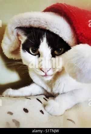 Weiße und schwarze Katze, die ein rotes Santa-Hut-Porträt trägt Stockfoto