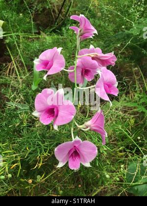 Wunderschöne rosa Orchidee gegen grüne Vegetation Stockfoto