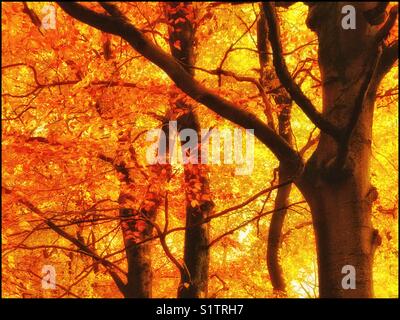 Die leuchtenden Farben der herbstlichen Blätter im Herbst Saison. Die warmen Farben des Sonnenaufgangs hilft dem Gelb & orange gefärbten Blättern akzentuieren. Ein gutes Gefühl! Foto - © COLIN HOSKINS. Stockfoto