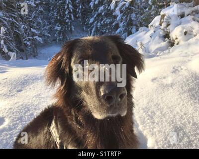 Einäugigen Hund das ist eine Mischung zwischen Schäferhund und Flatcoat Retriever, draußen im Schnee. Stockfoto