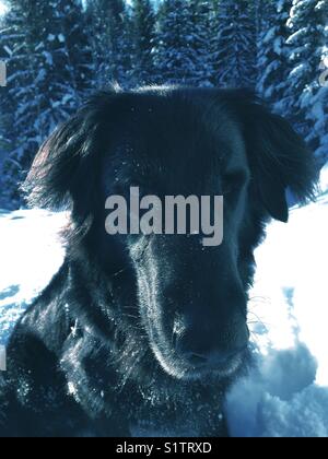 Einäugigen Hund das ist eine Mischung zwischen Schäferhund und Flatcoat Retriever, draußen im Schnee. Stockfoto