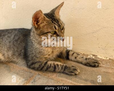 Tabby Katze im Schatten ausruhen Stockfoto