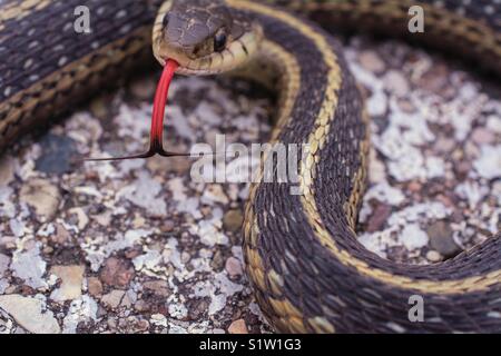 Garter snake Stöcke seine Zunge voll mit beiden Enden in entgegengesetzte 90° Winkel Schlange wird auf eine konkrete Oberfläche Stockfoto