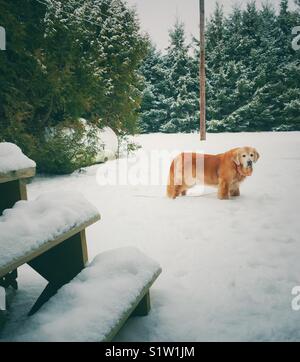 Golden Retriever Hund steht in tiefem Schnee mit Schnee Bäume im Hintergrund Stockfoto