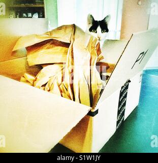 Katze in nur entpackt Amazon Prime Box mit Verpackung Stockfoto
