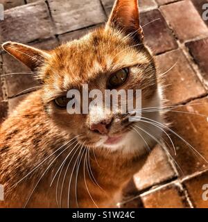 Ingwer Tom Cat portrait Stockfoto