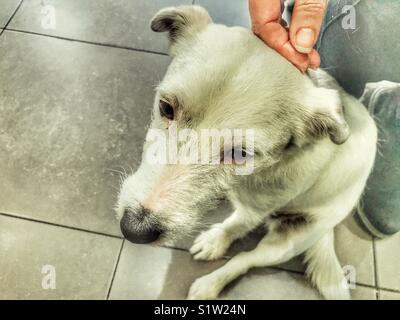 Frau tätschelte eine weiße Jack Russell Terrier, innen Stockfoto
