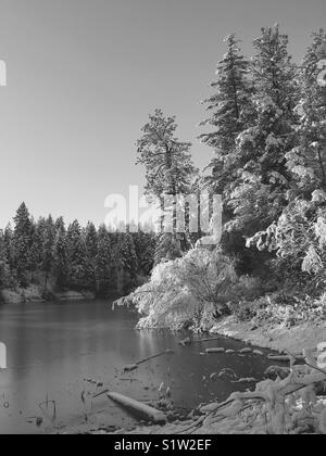 Helle, sonnige Winterlandschaft Schnee immergrünen Bäumen beugte sich über zugefrorenen See. Schwarz und Weiß. Stockfoto