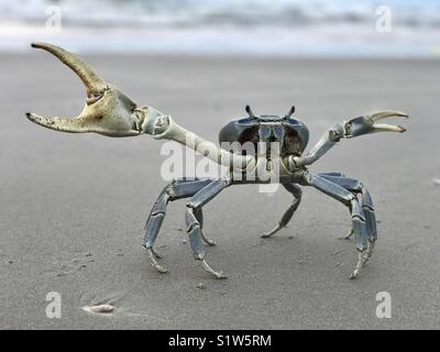 Krabben am Strand Stockfoto