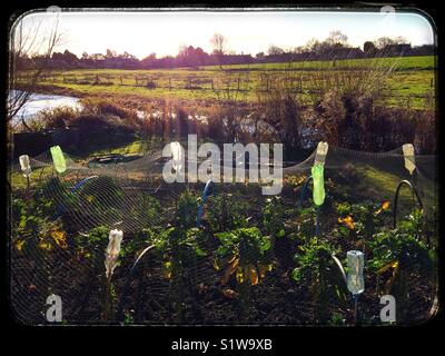 Rosenkohl wächst in einem kleinen Zuteilung UK Stockfoto