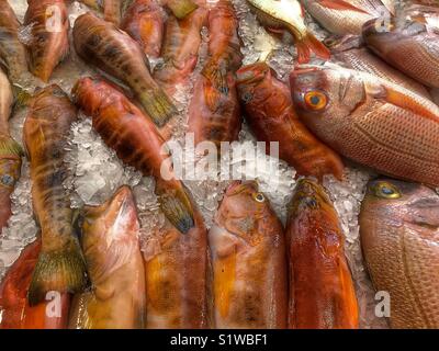 Frisch Fisch auf Eis in den Fischmarkt in Funchal, Madeira, Portugal gefangen Stockfoto