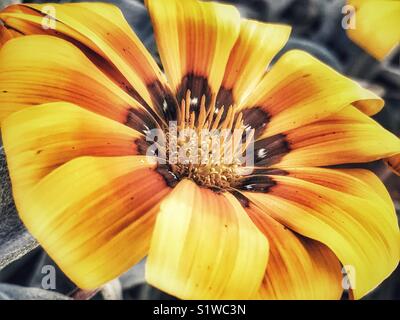 Gazanien Blume, Nahaufnahme Stockfoto