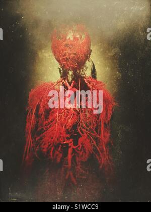 Gefäßsystem. Reale Körper Exposition Stockfoto