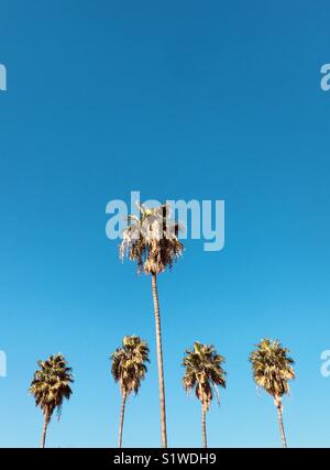Fünf Palmen und blauer Himmel. Los Angeles, Kalifornien, USA. Stockfoto