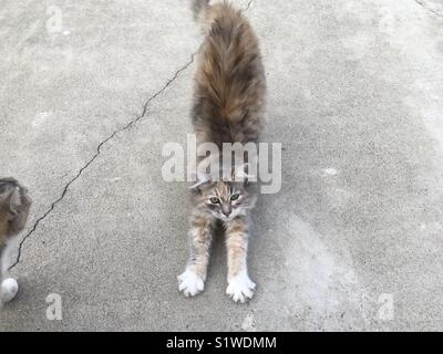 Flauschige Calico Kätzchen Stretching Stockfoto