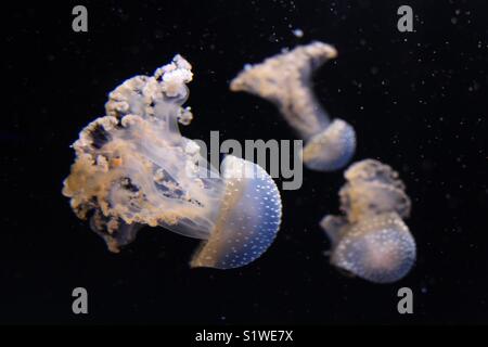 Blau und Weiß Quallen auf schwarzem Hintergrund an das National Aquarium in Baltimore, Maryland, USA Stockfoto