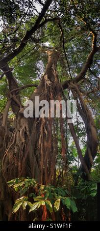 Vertikale Panorama der großen alten Banyan Tree an Ngau Au, Lantau Island, Hong Kong Stockfoto