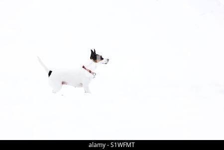 Meist weißen weiblichen Jack Russell Terrier Hund stand in hellen, weißen Schnee vermischt sich mit ihr Winter Umgebung mit ihren Markierungen auf ihre Ohren und zurück im klaren Gegensatz. Kopieren Sie Platz. Stockfoto