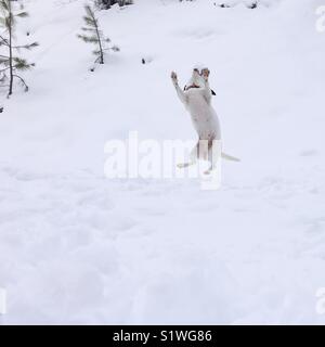 Hund fotografiert im Flug als Sie fangen einen Schneeball in den Mund. Platz crop. Natürliches Licht. Stockfoto