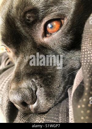 Stattliche Porträt der schönen Auge eines schwarzen Staffordshire Bull Terrier Hund liegend auf der Seite von einem Bett mit weichen schwarzen und weißen Bettdecke Stockfoto