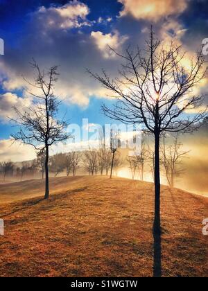 Ein Winter morgen - die Sonne, aber der Nebel ist immer noch da. Kahlen Bäumen genießen Sie im Winter Wärme. Ein eindrucksvolles Bild mit kopieren. Foto - © COLIN HOSKINS. Stockfoto