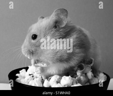 Hamster essen Popcorn Stockfoto