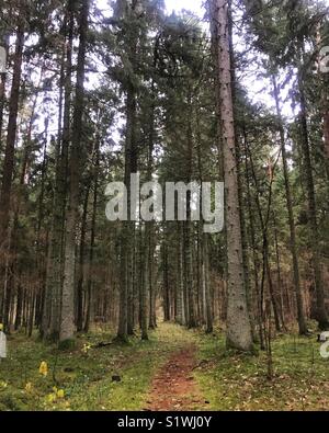 Wald im Winter Stockfoto