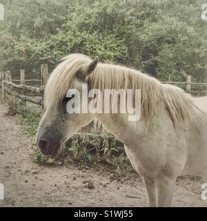 Weiße Camargue Pferd Nahaufnahme Stockfoto