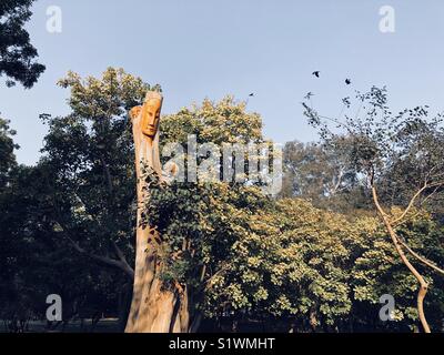 Schöne Landschaft von lodhi Garten, Neu Delhi, Indien Stockfoto