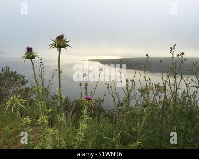 Wildblumen in Point Reyes National Seashore, Kalifornien, USA. Stockfoto