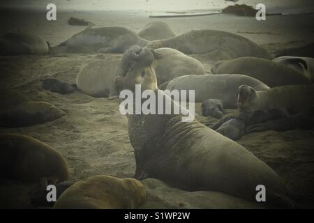 Mächtige elephant Seal Stockfoto