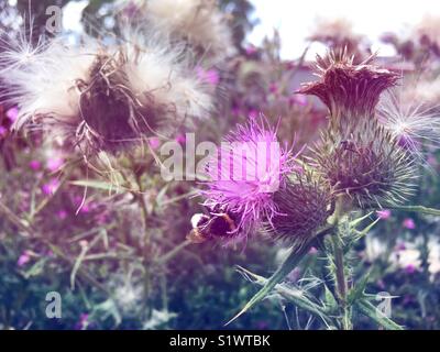 Hummel auf lila Distel Blume Stockfoto