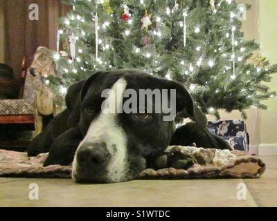 Pit Bull Weihnachten Stockfoto