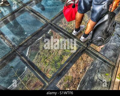 Person, die auf das Glas skywalk Aussichtsplattform in 580 m über dem Meer, Miradouro do Cabo Girao, Madeira, Portugal Stockfoto