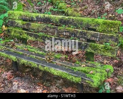 Moos bedeckt Bank im Wald Stockfoto