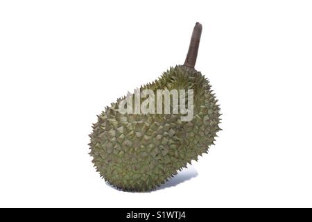 König der Früchte, Durian. Auf weissem Hintergrund Stockfoto