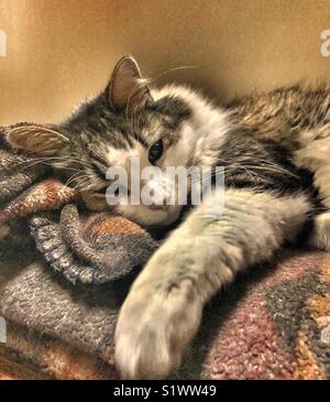 Schläfrige Katze Stockfoto