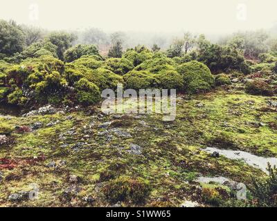 Paul da Serra, High Altitude Plateau oft durch Nebel im zentralen Westen der Insel Madeira, Portugal abgedeckt Stockfoto