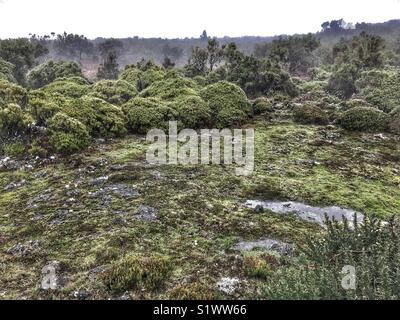 Paul da Serra, High Altitude Plateau oft durch Nebel im zentralen Westen der Insel Madeira, Portugal abgedeckt Stockfoto