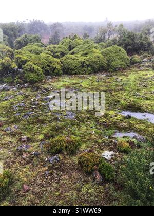 Paul da Serra, High Altitude Plateau oft durch Nebel im zentralen Westen der Insel Madeira, Portugal abgedeckt Stockfoto