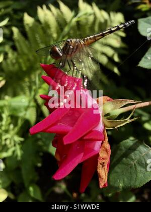 Libelle sitzt auf einem Rose Nahaufnahme